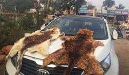 141 bắt giữ đối tượng vận chuyển hai bộ da hổ lớn